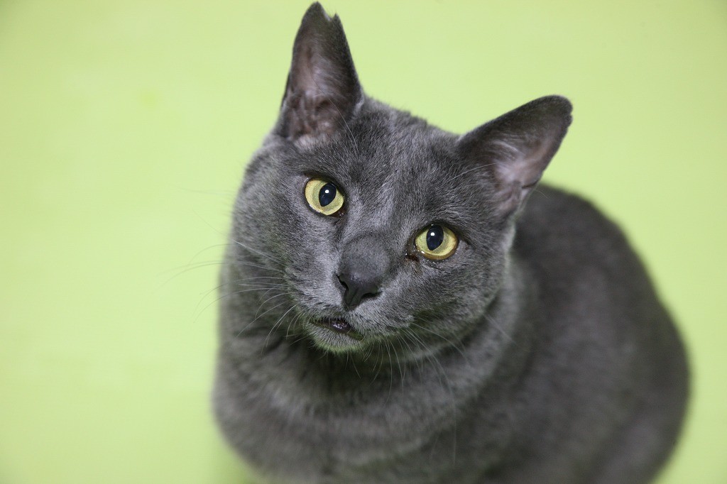 ケンカ傷だらけだった強面ボス猫…「家猫修行」を経て、愛嬌あふれる姿