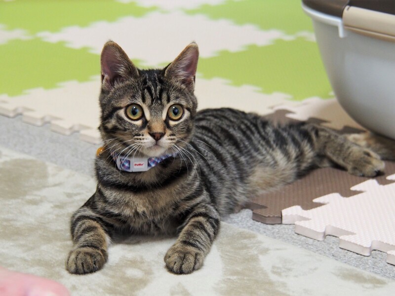 奇跡の物語の主人公、ミラクル「みーちゃん」