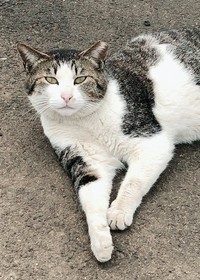 保護前、地域猫時代のすずちゃん（画像提供：ハミィさん）