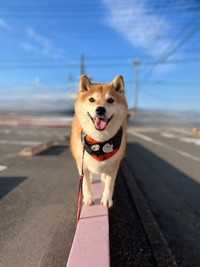 ハナちゃんは公園の切り株（杭）の上や縁石の上にぴょん！と飛び乗るのが得意なんです☆（提供：柴犬ハナさん）