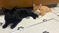 床で寝転がるさちちゃん（左）としょうくん（右）（ななみさん提供）