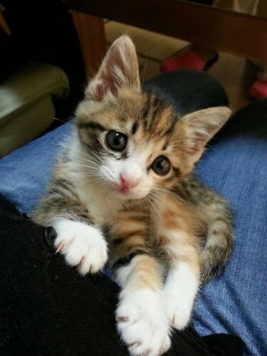 家にきたころの「もも」