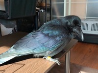 これがカラスの濡羽色（提供：霙色🐝さん）