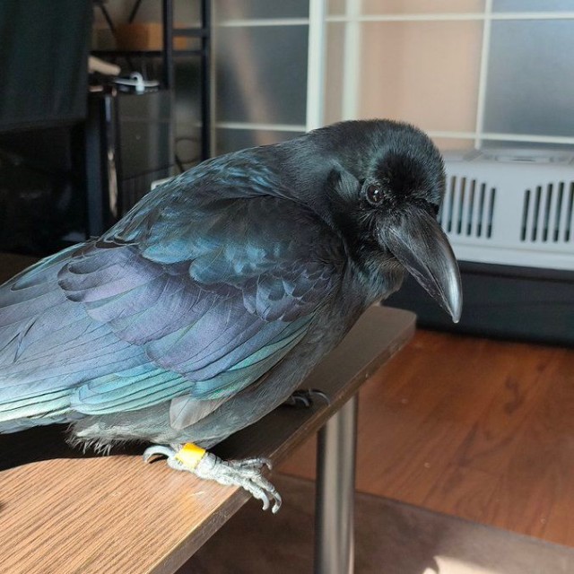 これがカラスの濡羽色（提供：霙色🐝さん）