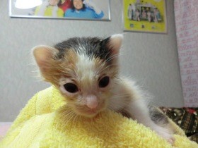 母に置いていかれた小さな子猫　たくさん食べて一番大きく成長