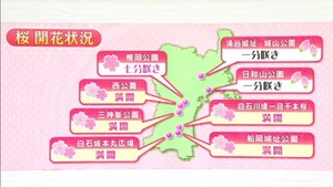 宮城県各地の桜の名所　１１日現在の開花状況