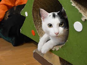 ペットホテルが収容猫との出会いの場に　福岡市、新制度を開始