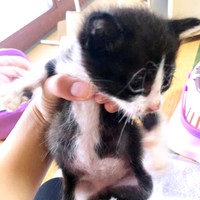 保護当時、とても小さかったたいやきくん（画像提供：みりん たいやきさん）