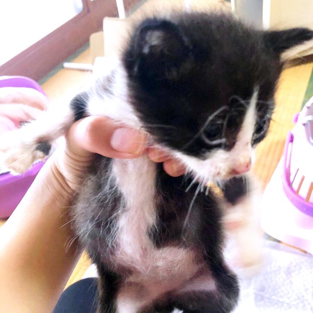 保護当時、とても小さかったたいやきくん（画像提供：みりん たいやきさん）