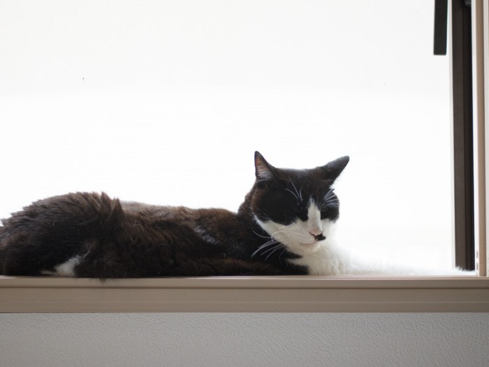 「窓から僕が外に出ちゃうって、おばちゃん心配するけど、網戸があるよ」（小林写函撮影）