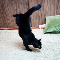 脅威の運動神経！ 体操選手のようなつくねちゃん（画像提供：黒猫つくねちゃん太しっぽさん）