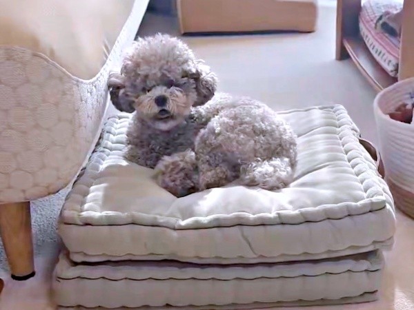 「きゅうん」 声を上げるエマちゃん（画像提供：エマです！さん）