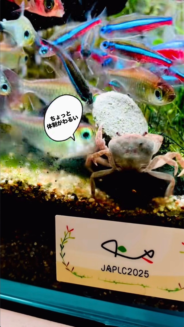 エサを抱えたまま体勢を変えるカニ。魚がつつく様子も見られる／toyさん（@_______toy______）提供