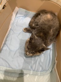 4本脚が「折られた状態」で保護された子猫（NPO法人「ねこけん」さん提供）