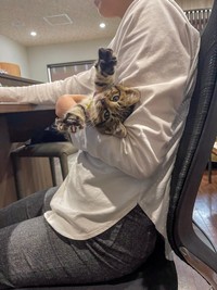腕の中でも自由奔放！（提供：ねこ大家｜猫のための家づくりさん）