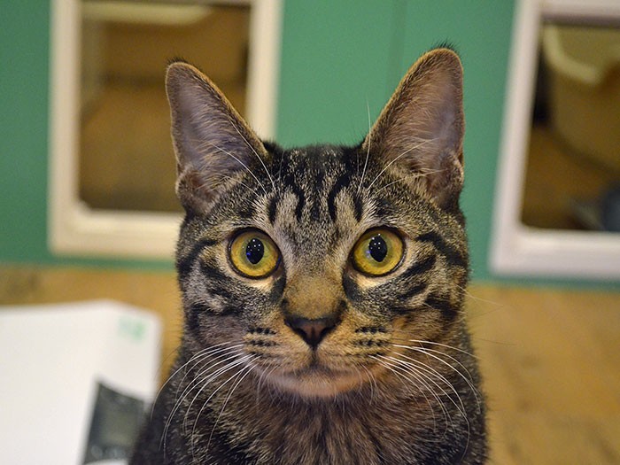 新しい家族を探しています