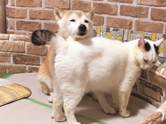 うつむきがちなしのを上向かせるおしり技（辰巳出版提供）