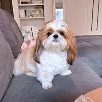 かわいくてイケワン！ 飼い主さん夫婦をメロメロにするぽこちゃん（画像提供：ぽこさん）