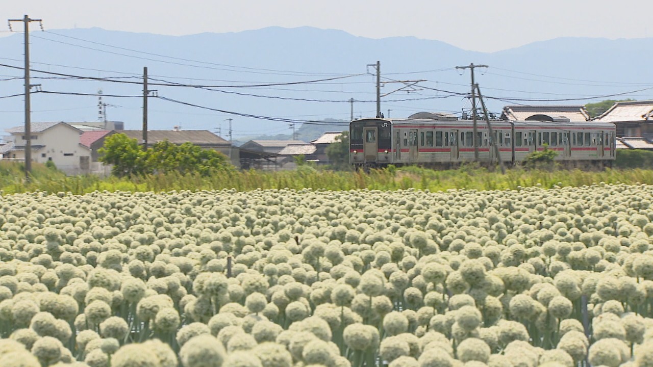 初夏の風物詩 タマネギの白い花 ネギ坊主 が見頃 香川 三豊市 Ksbニュース Ksb瀬戸内海放送