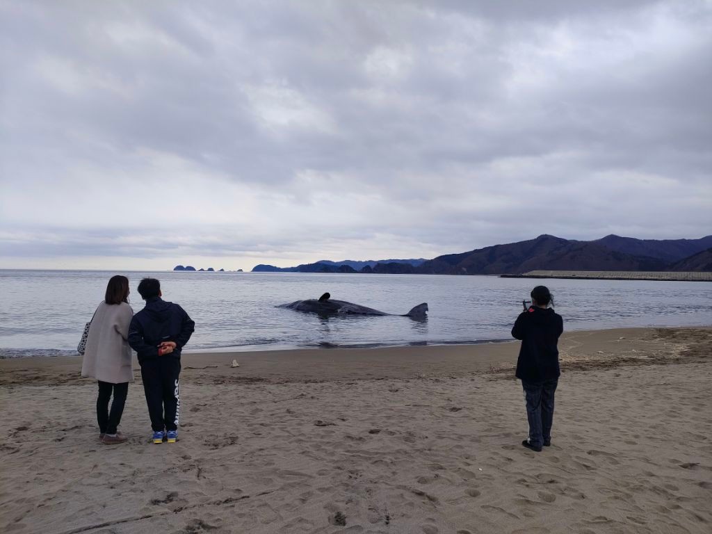 【速報】宮城県・北上川の河口近くにクジラ浮いているのが見つかる　すでに死んでいるか？