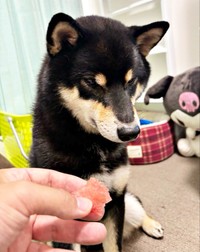 今夏、初のスイカをもらう伊織くん（画像提供：まさかずさん）