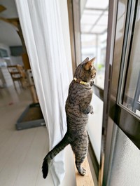猫背はどこへ？ 背筋を伸ばして二足立ちになったたまちゃん（画像提供：にゃんこ先生さん）