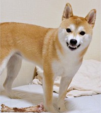 「おしまい」と言われてムキ顔になるつくねちゃん（画像提供：柴犬つくねさん）