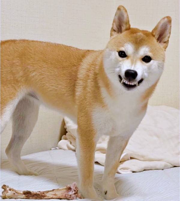 「おしまい」と言われてムキ顔になるつくねちゃん（画像提供：柴犬つくねさん）