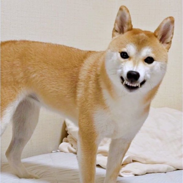 「おしまい」と言われてムキ顔になるつくねちゃん（画像提供：柴犬つくねさん）