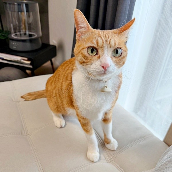 大きな瞳と茶白の被毛がキュートなラテちゃん（画像提供：保護猫ラテちゃん）