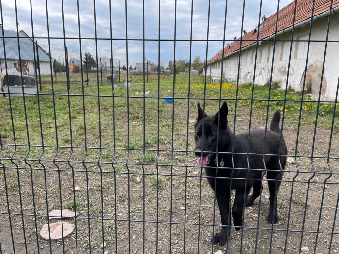 ドッグランで遊ぶウクライナからの被災犬