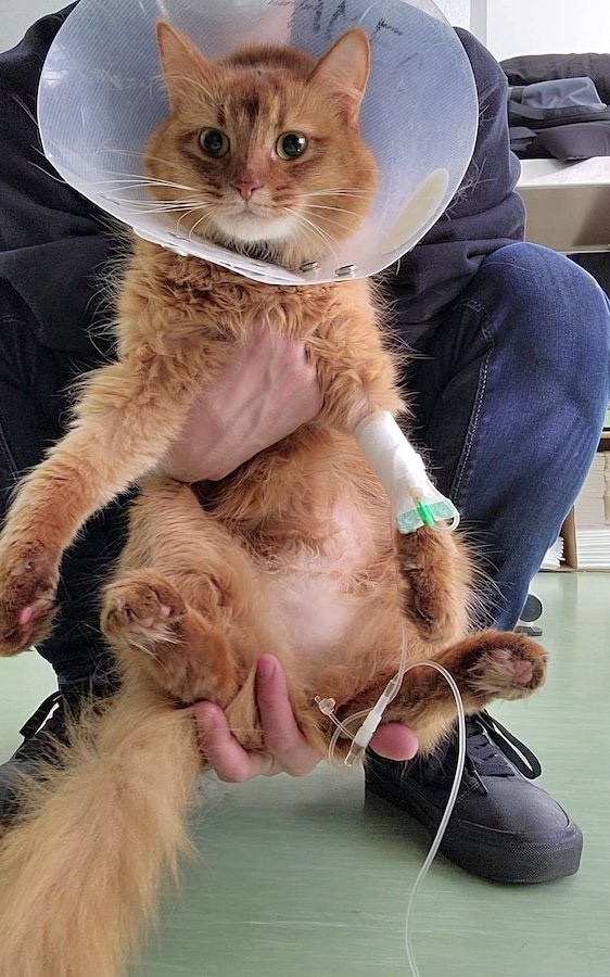 しぴこめさんの愛猫、深刻な腎不全で闘病中のしぴちゃん（画像提供：しぴこめさん）