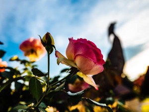 発達障害を明かして働くか否か。就労支援施設で私が得た答えとは