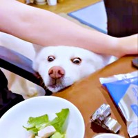 別角度からのまゆちゃん。真剣そのものです（画像提供：秋田犬まゆさん）