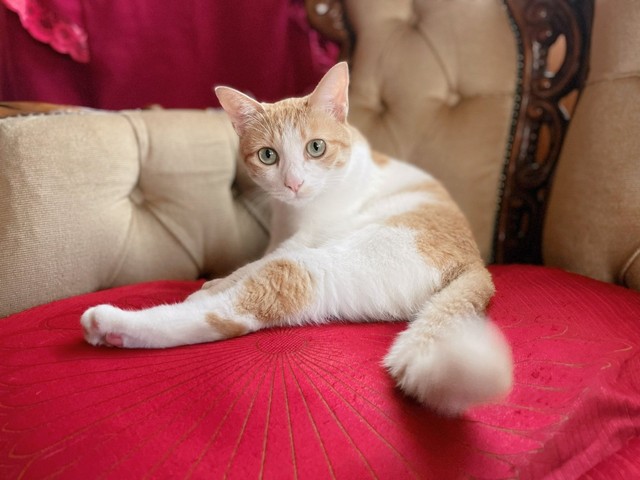 4歳になったきなこちゃん（画像提供：きなこさん）