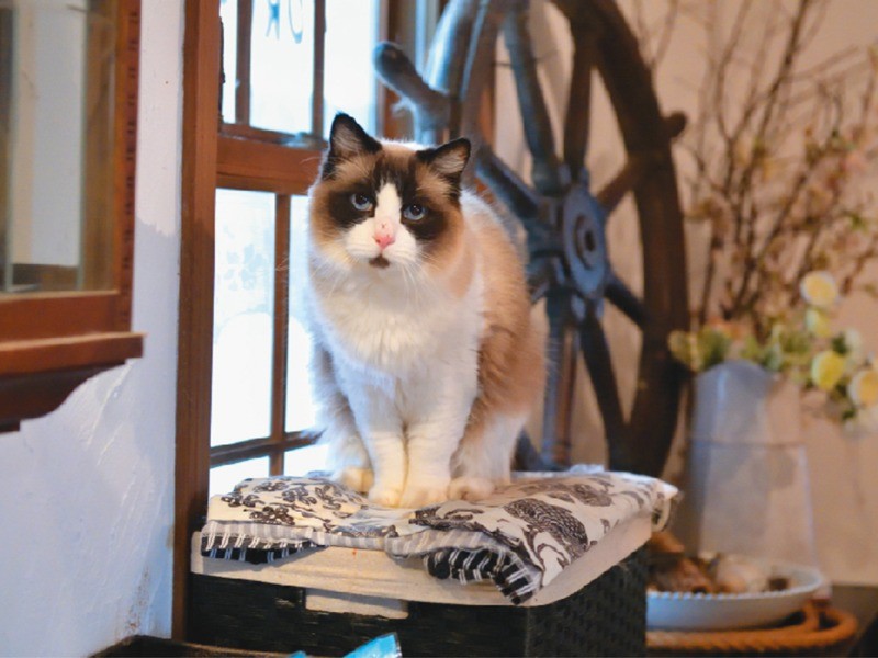 誰とやりあったのか、鼻に罰点傷を付けた青磁。「大家族に慣れてないので精神的リハビリ中」とのこと