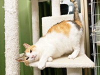 キャットタワーに登るみぃちゃん（画像提供：うにねこさん）