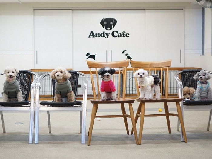 はい全員集合～（シュー、プリン、蘭丸、アネラ、そらまめ、レオ）