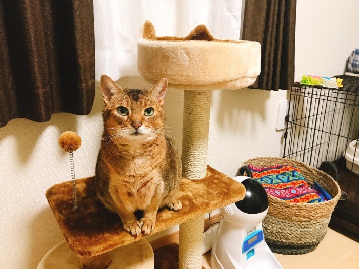 「クロちゃんと過ごしていなければ、今、猫と住んでいない」となみさん。トイレやグッズはクロちゃんから糸ちゃんへと引き継がれました（なみさん提供）