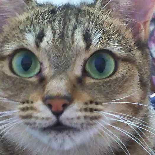 整った顔立ちの美人さん