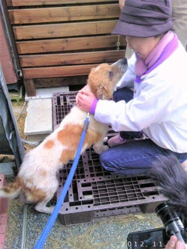 飼い主さんと再会できた「ゆうくん」。被災後から1年10カ月、LYSTAのシェルターで暮らした。飼い主さんの住宅の準備が整い、再びゆうくんと暮らせるようになった