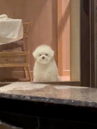 不思議そうな表情で飼い主さんを見つめるぴぷすくん（画像提供：しろいぬ（ぴぷす）さん）