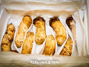 北朝鮮から贈られたマツタケと父