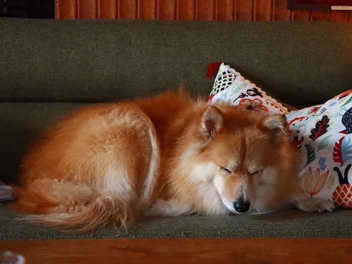 遊び疲れて寝落ちするひと