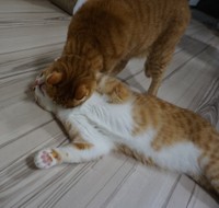 毛繕いしてあげてるのかと思ったら仕留めてた…（提供写真）