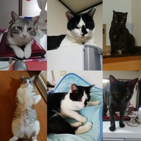 みんな幸せです、右からあんちゃん、クロネちゃん、ふくちゃん
