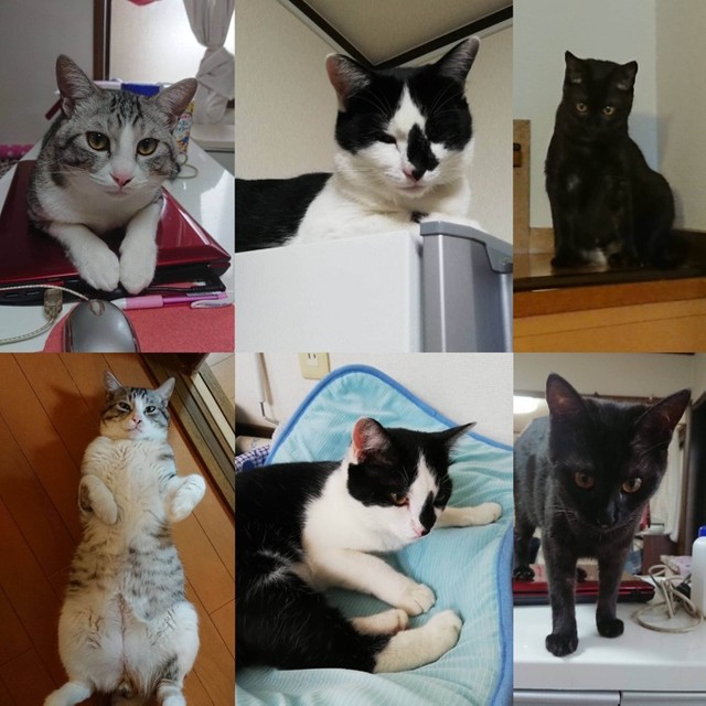 みんな幸せです、右からあんちゃん、クロネちゃん、ふくちゃん
