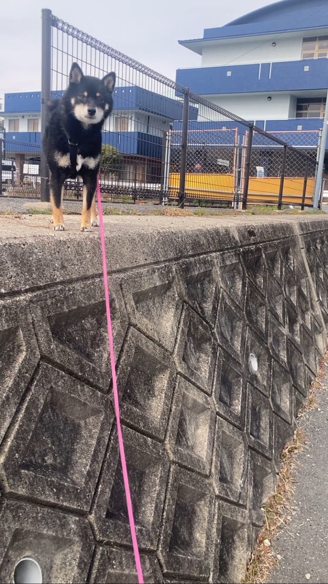 気がついたらかなり高いところにのぼってしまい、困惑するぺこちゃん（画像提供：暴君ぺこさん）