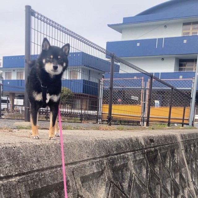 気がついたらかなり高いところにのぼってしまい、困惑するぺこちゃん（画像提供：暴君ぺこさん）