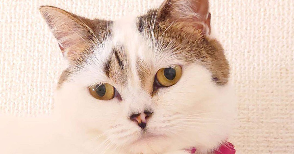 ec44eba38b10cad56eb4044b66d114